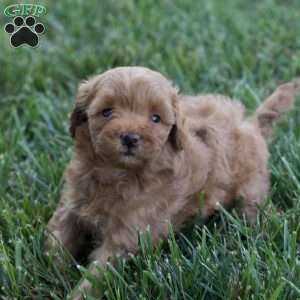 Junior, Mini Goldendoodle Puppy